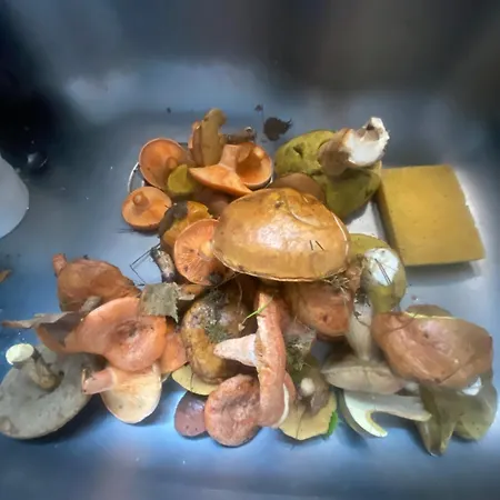 Siedlisko Gaska Apartmán Maszewko