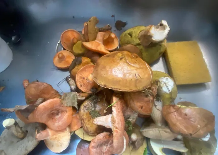 Siedlisko Gaska 公寓 Maszewko